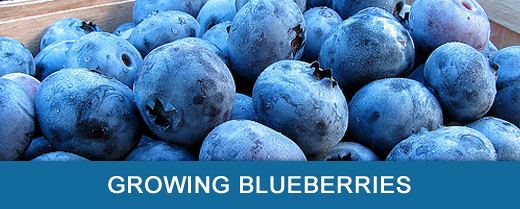 Growing Blueberries