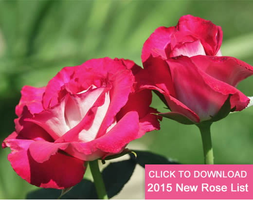 New Roses and descriptions