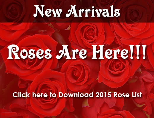 2015 Rose Catalog