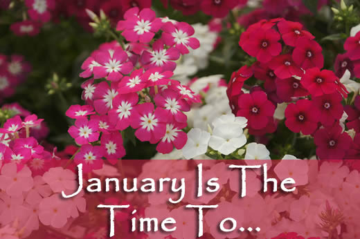 Things to do in January