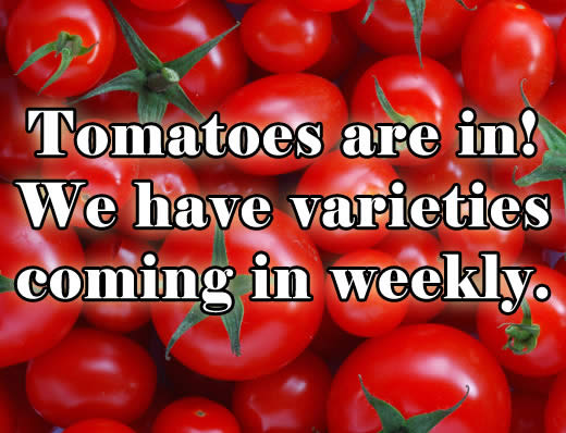 tomatoes