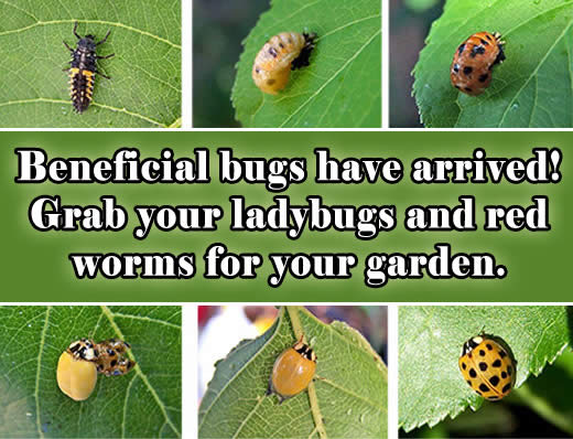 beneficial bugs are here