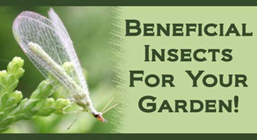 beneficial insects