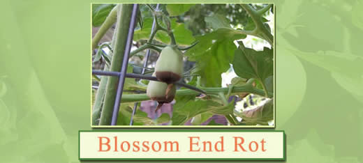 Blossom End Rot