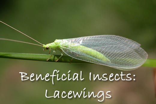 Lacewings