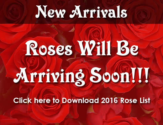 2016 Rose Catalog