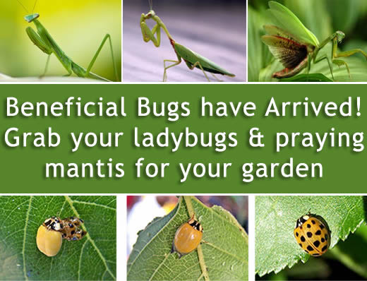 beneficial insects are here