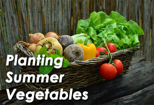 Summer veggies