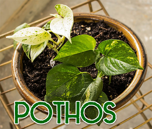 Pothos