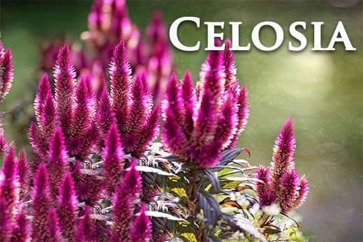 Celosia