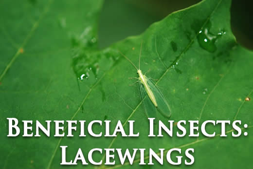 Lacewings