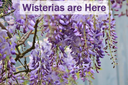 Wisterias are here