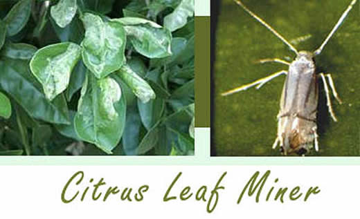 Citrus leafminer