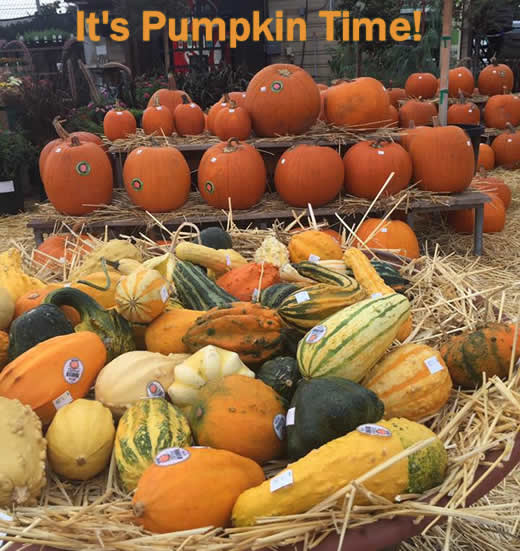 It's Pumpkin Time!