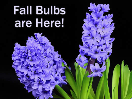 Fall Bulbs