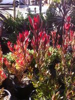nursery