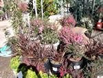 nursery