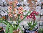 nursery