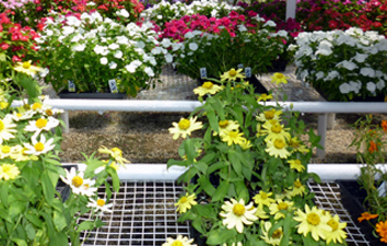 Featured Plants