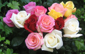 Rose Gallery