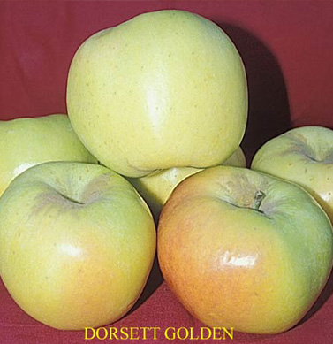 Apple Dorsett Golden