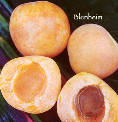 Apricot Blenheim