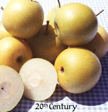 Asian Pear 20th Century