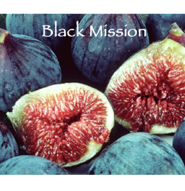 black mission