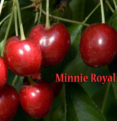 cherry minnie royal