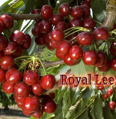 cherry royal lee