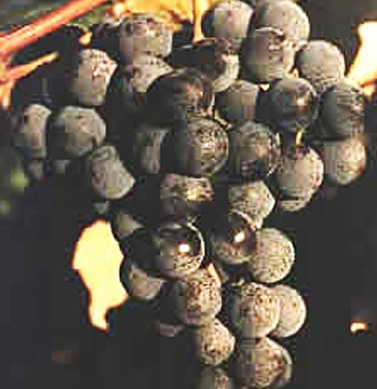 grapes concord eastern