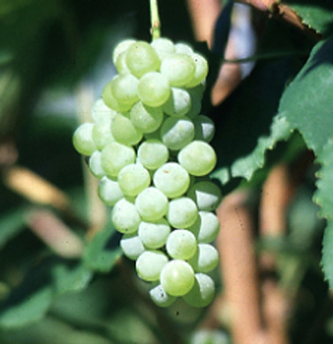 grapes interlaken seedless