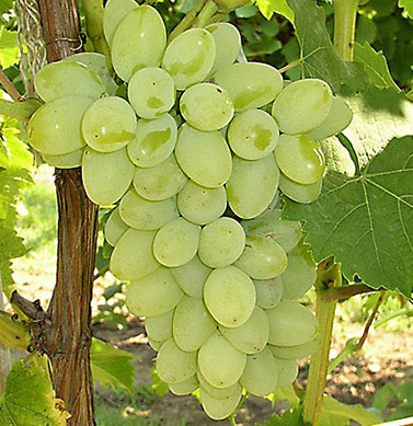 grapes thompson seedless