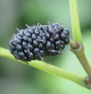 mulberry persian fruiting