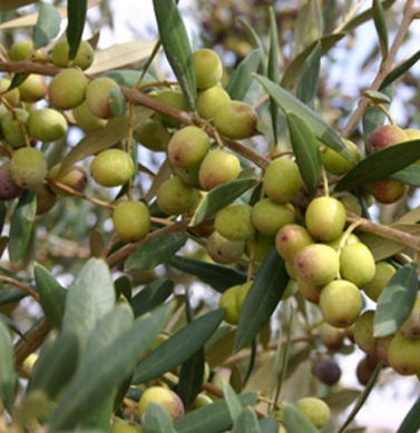 olive arbequina