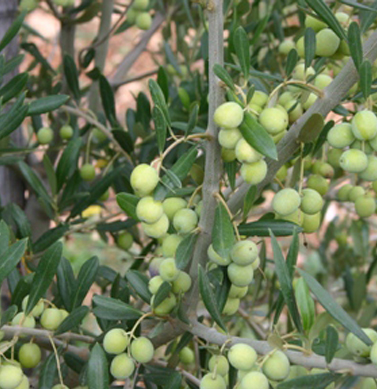 olive arbosana