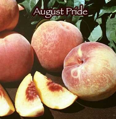 peach august pride