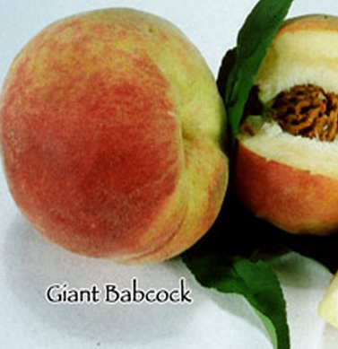 peach giant babcock