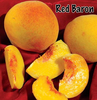 peach red baron