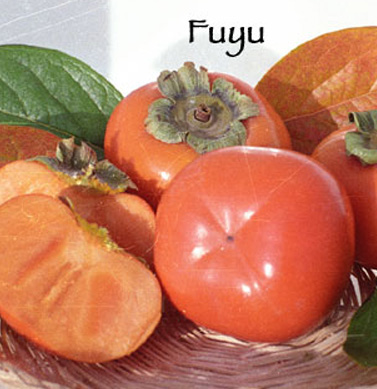 persimmon fuyu jiro