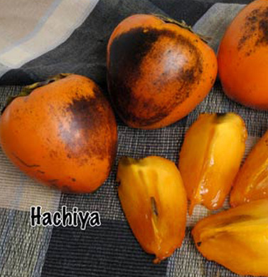 persimmon hachiya