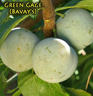 plum green gage