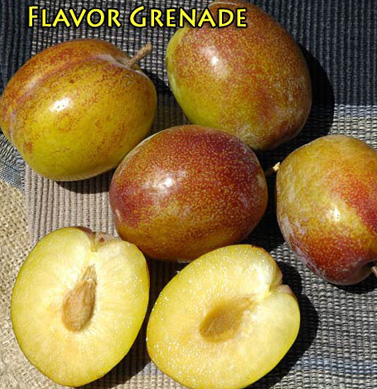 pluot flavor grenade