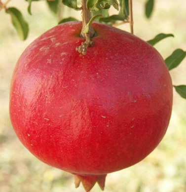 pomegranate parfianka