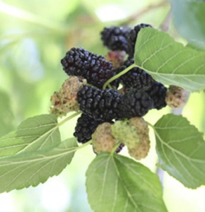 weeping mulberry