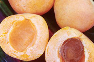 Apricot