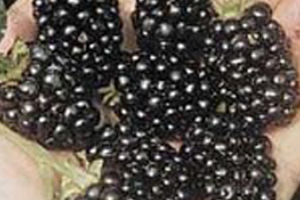 Blackberry