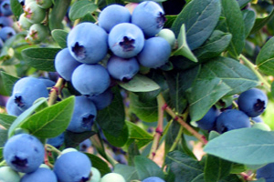 Blueberry