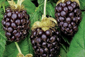 Boysenberry