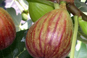 Figs